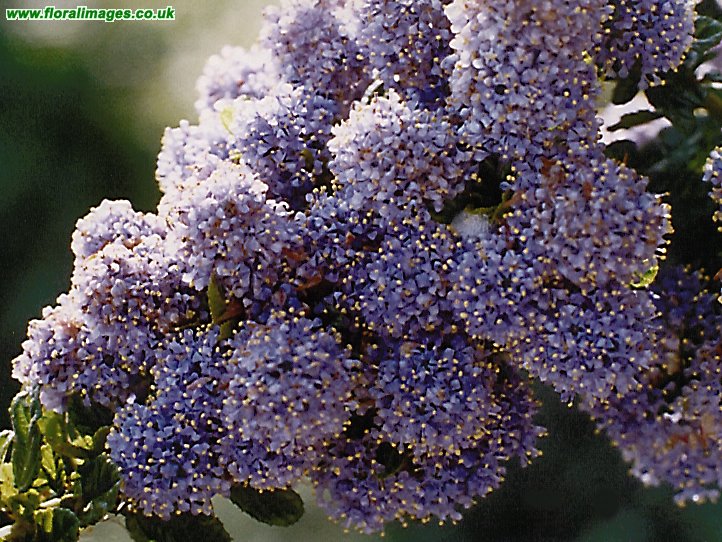 Ceanothus dentatus