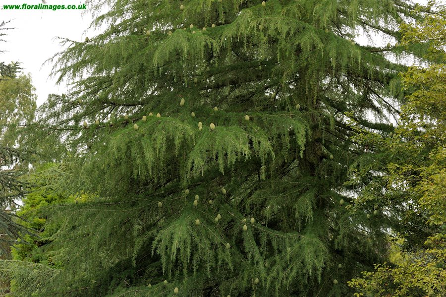 Cedrus deodara