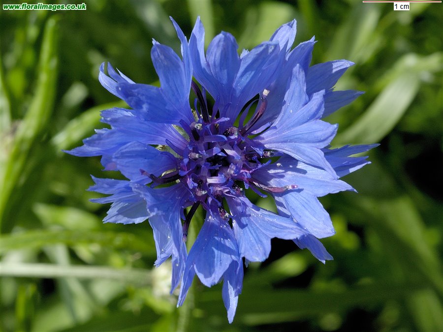 Centaurea cyanus