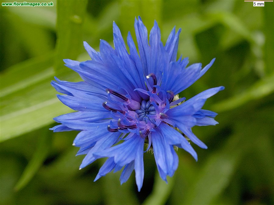 Centaurea cyanus