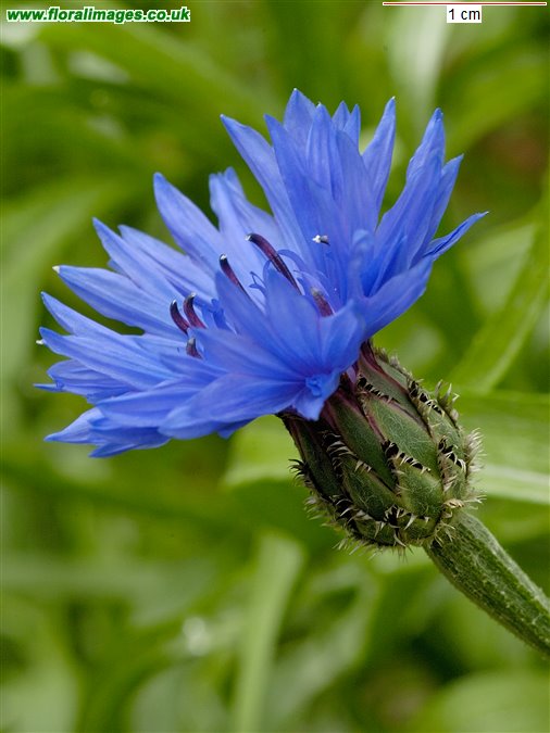 Centaurea cyanus