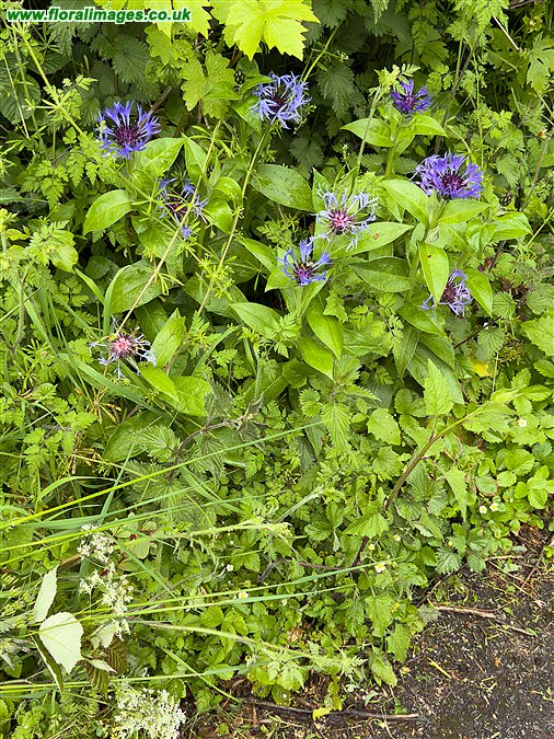 Centaurea montana