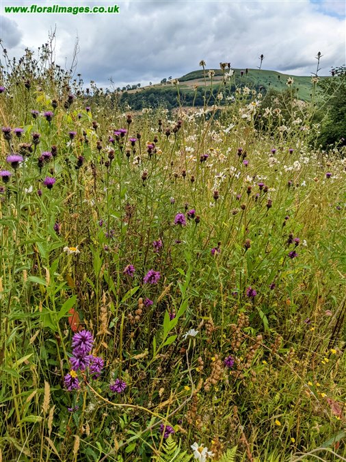 Centaurea nigra