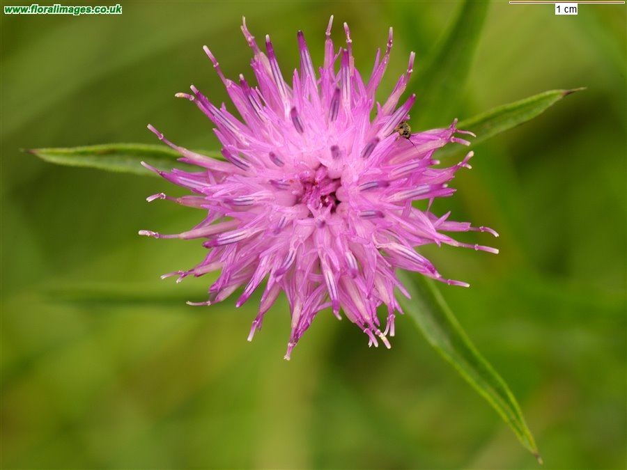 Centaurea nigra