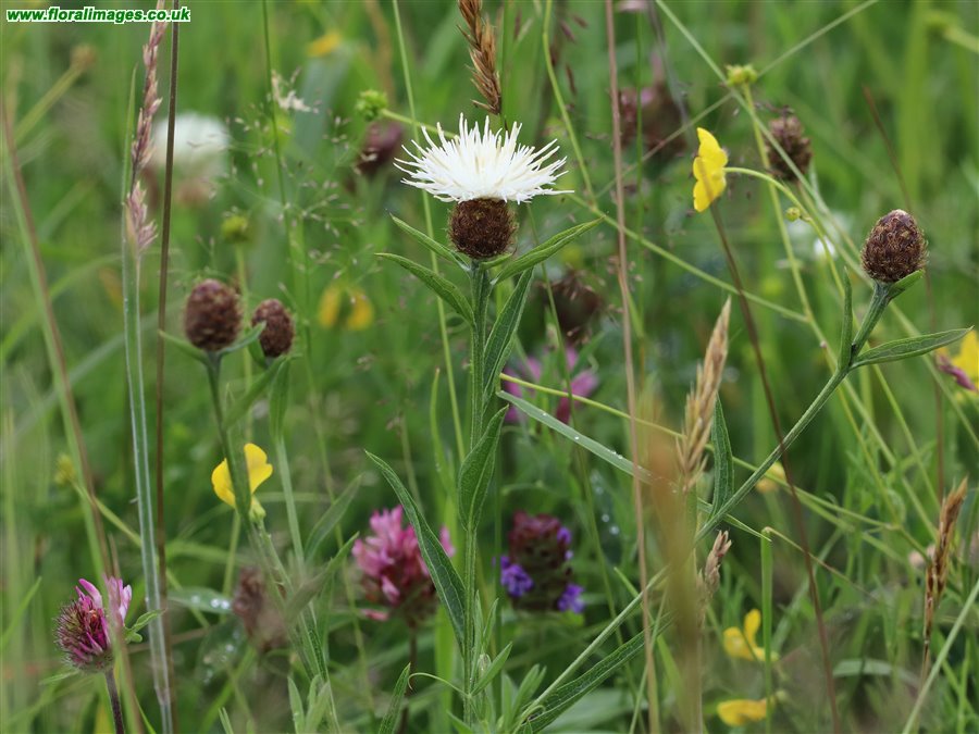 Centaurea nigra