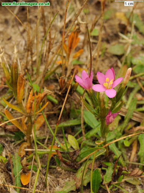 Centaurium littorale