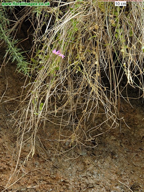 Centaurium portense