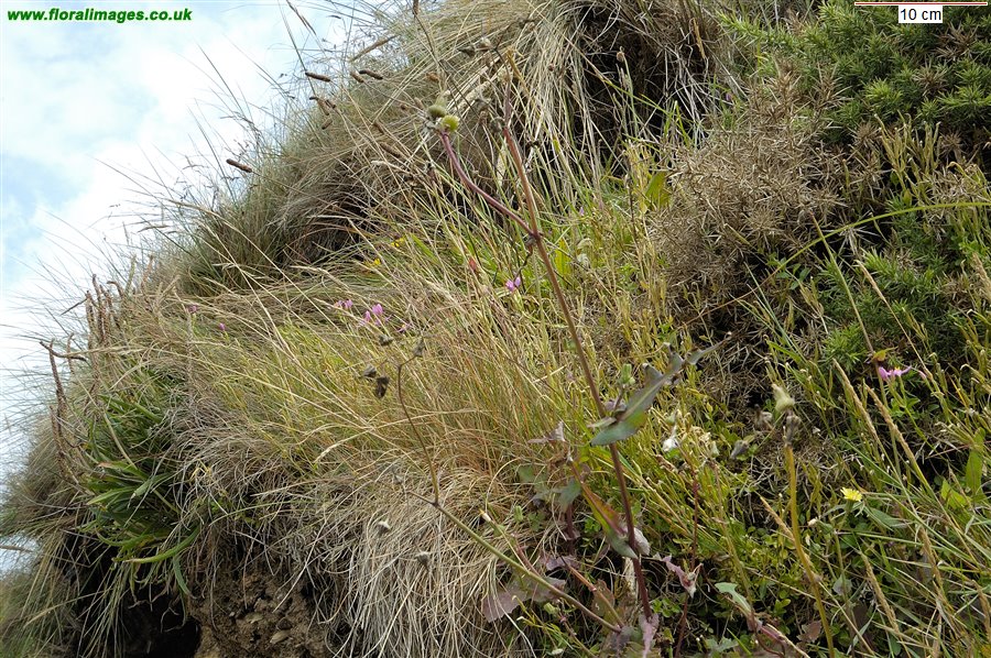 Centaurium portense