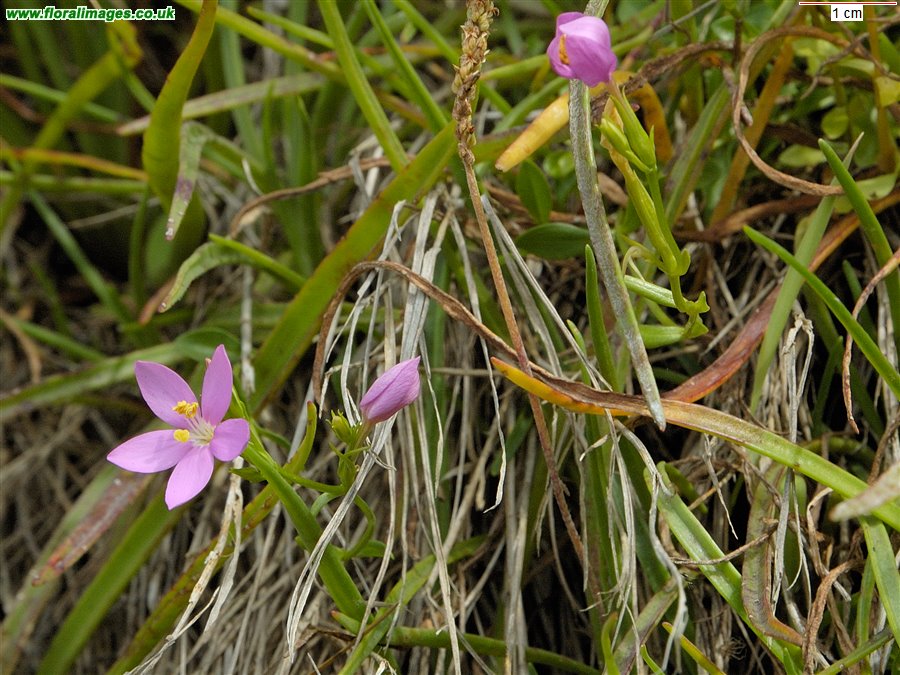 Centaurium portense