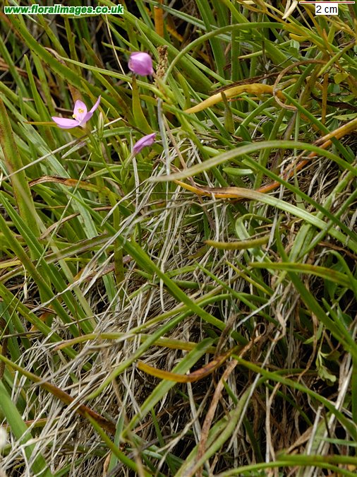 Centaurium portense