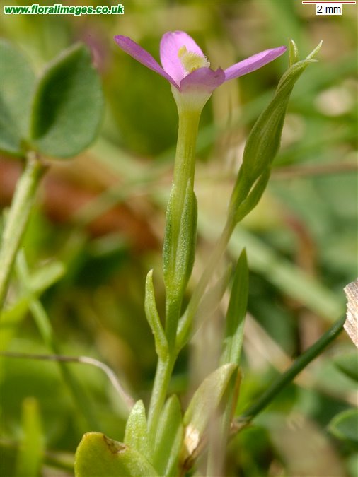 Centaurium pulchellum