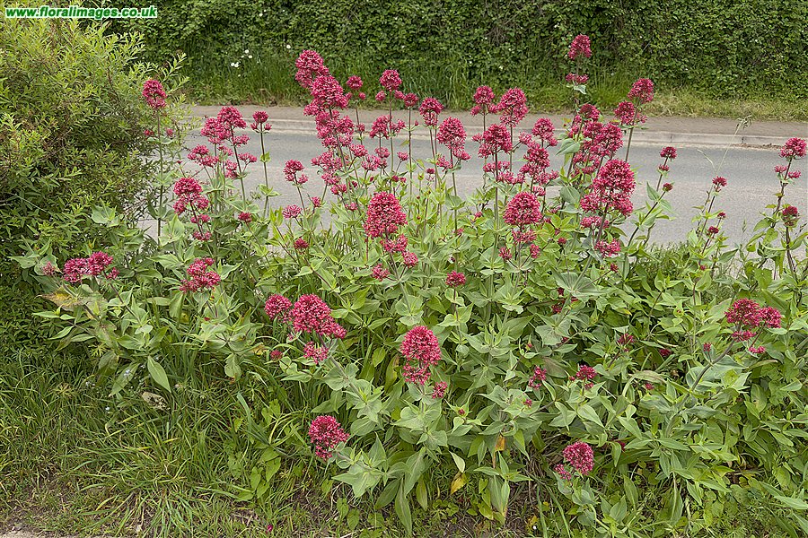 Centranthus ruber