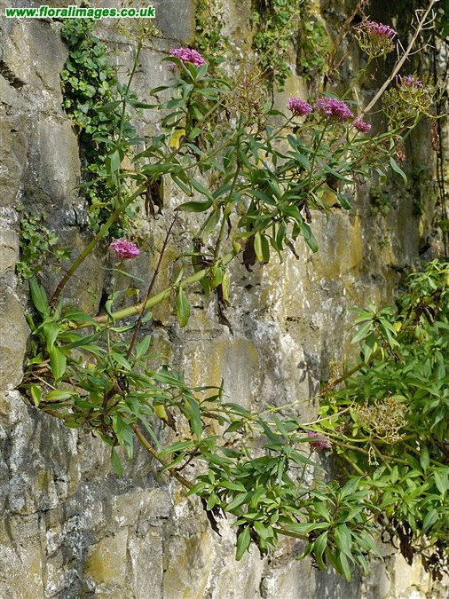 Centranthus ruber
