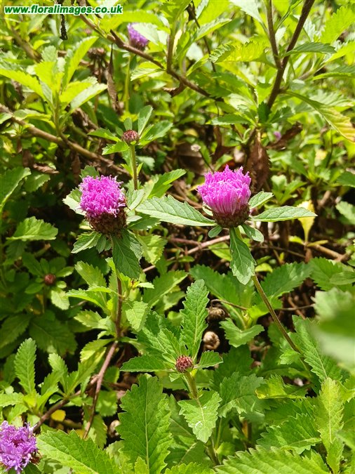 Centratherum punctatum