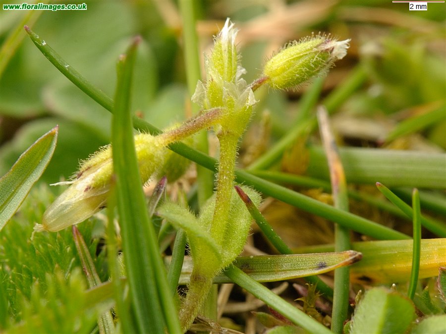 Cerastium semidecandrum