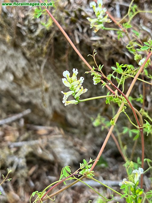 Ceratocapnos claviculata