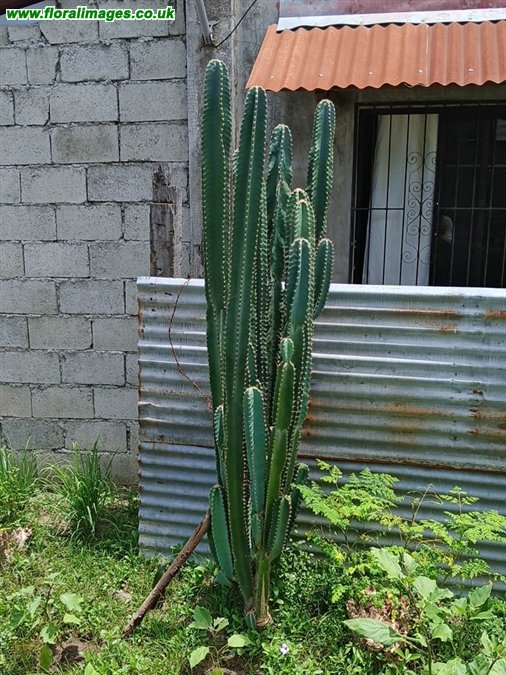 Cereus hexagonus