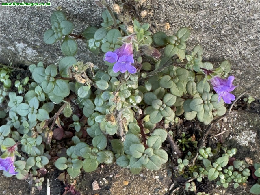 Chaenorhinum origanifolium