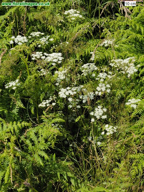 Chaerophyllum temulum