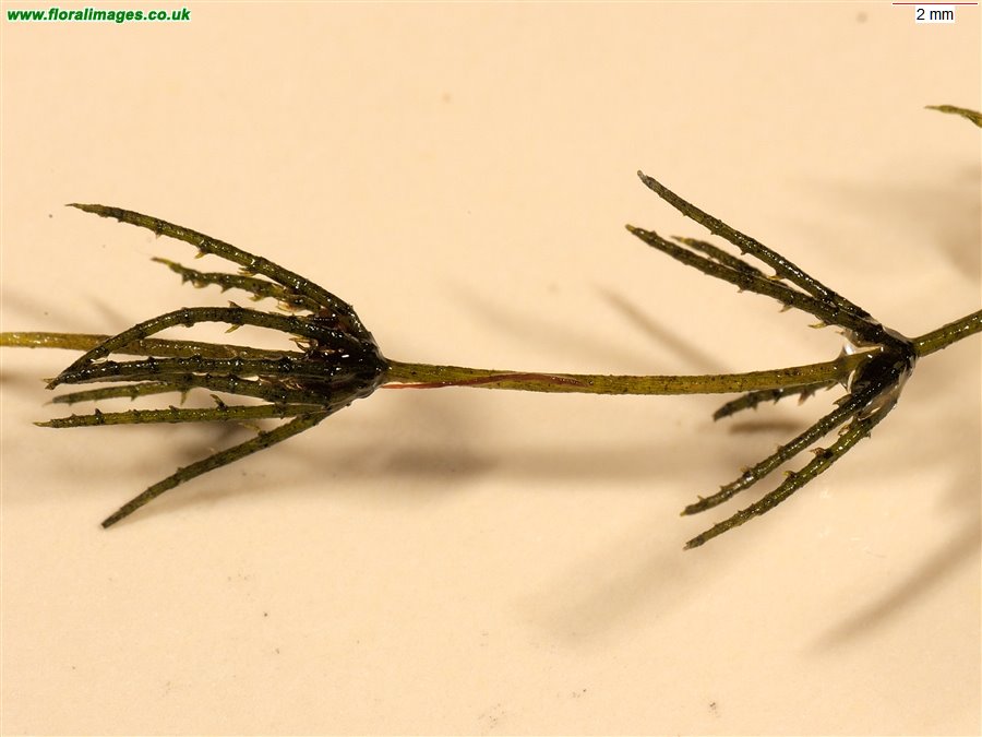 Chara virgata
