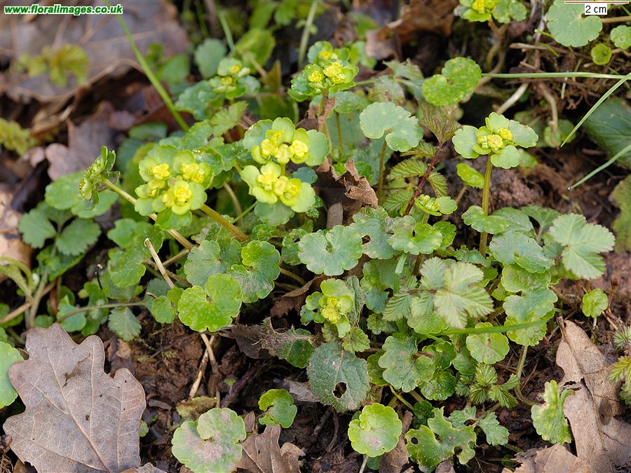 Chrysosplenium alternifolium