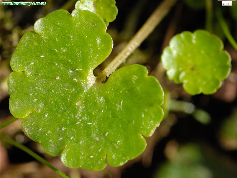 Chrysosplenium alternifolium