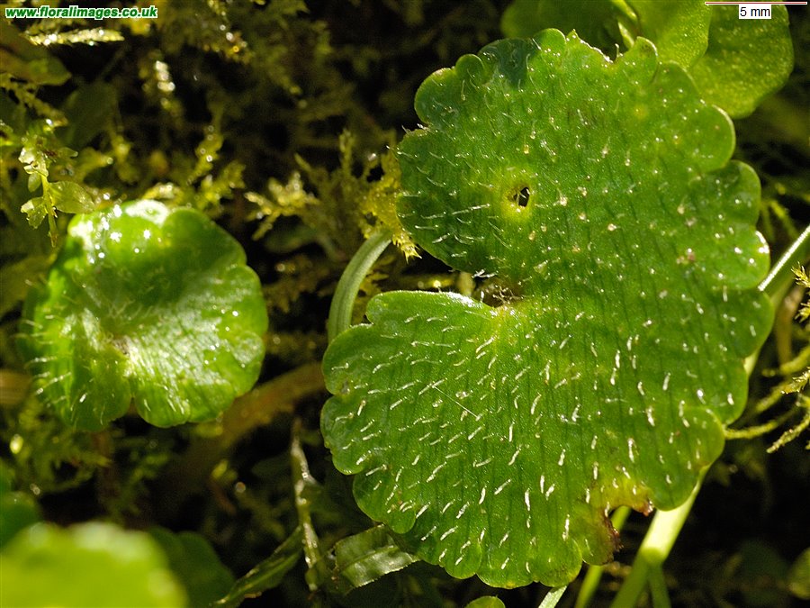 Chrysosplenium alternifolium