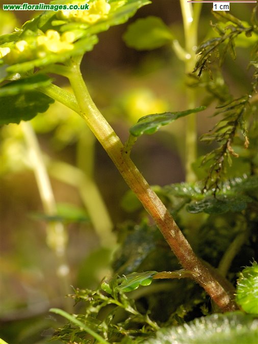 Chrysosplenium alternifolium