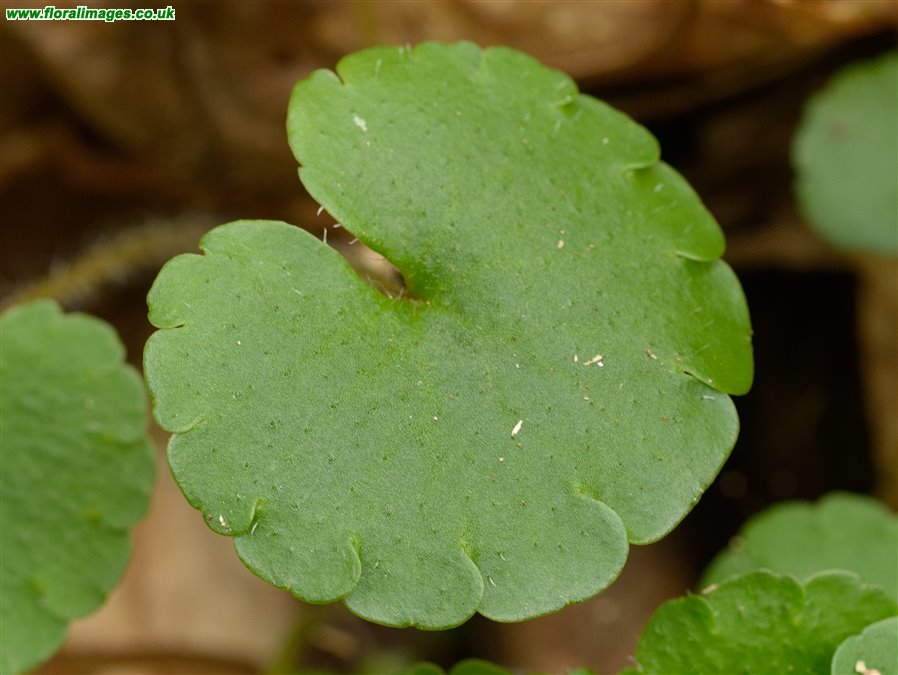 Chrysosplenium alternifolium