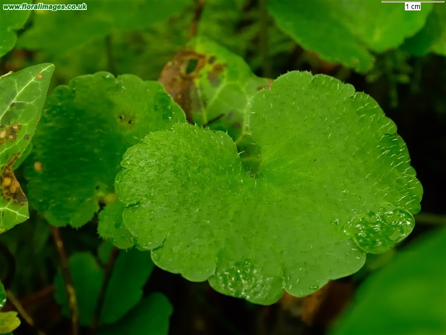 Chrysosplenium alternifolium
