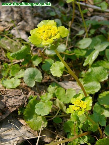 Chrysosplenium alternifolium