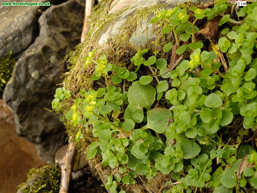 Chrysosplenium oppositifolium