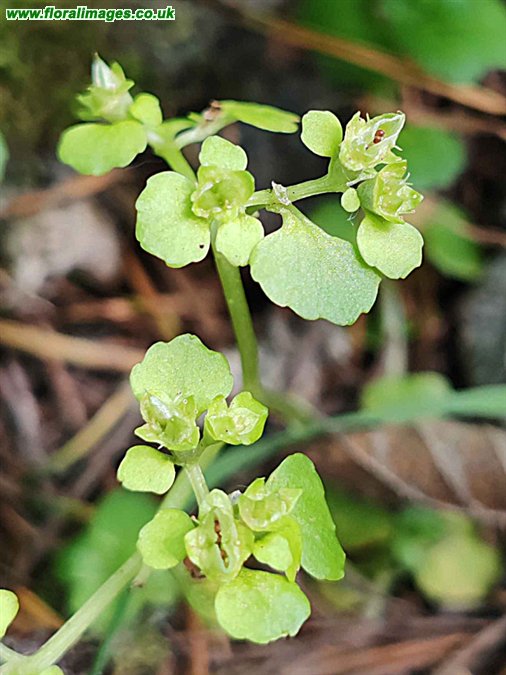 Chrysosplenium oppositifolium