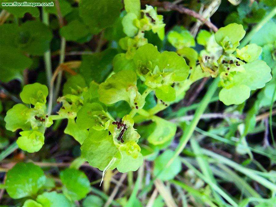 Chrysosplenium oppositifolium