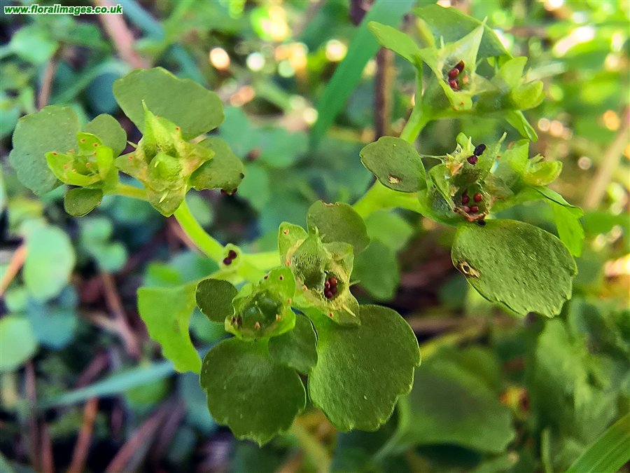 Chrysosplenium oppositifolium