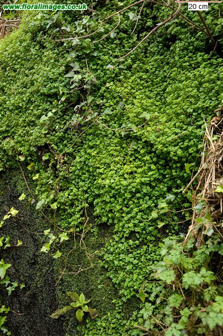 Chrysosplenium oppositifolium