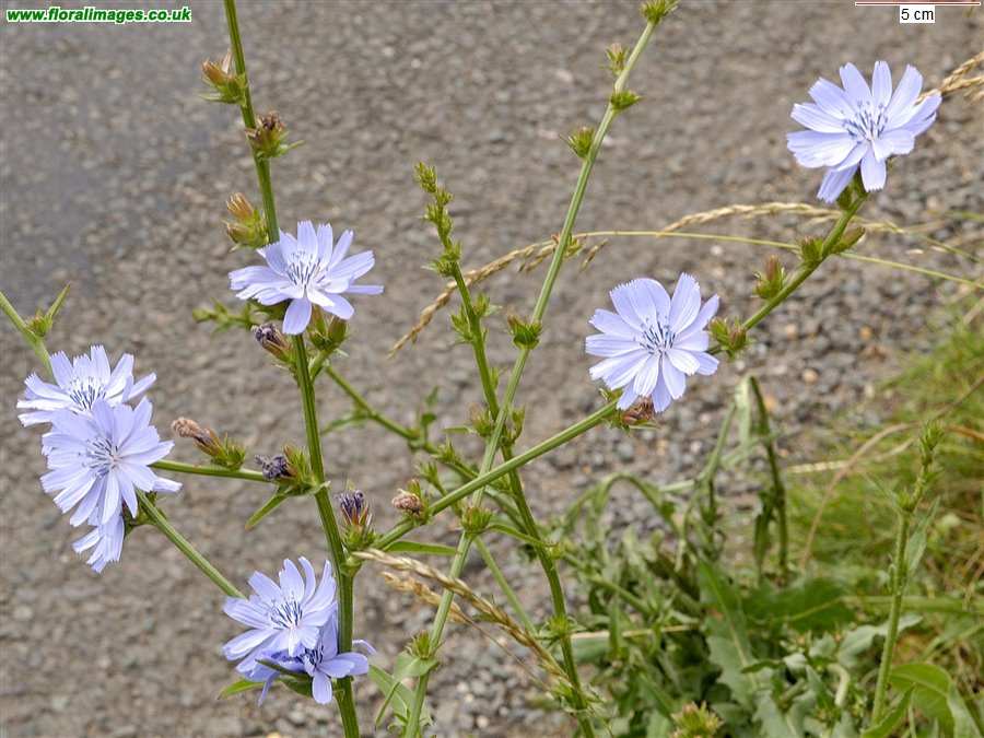 Cichorium intybus