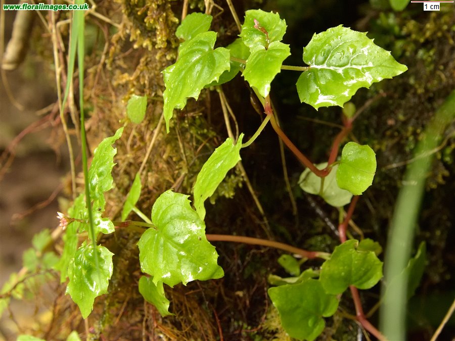 Circaea alpina