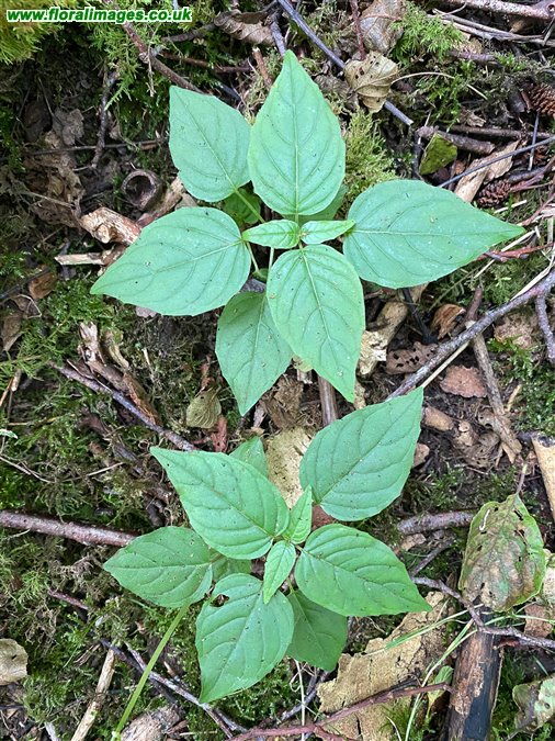 Circaea lutetiana
