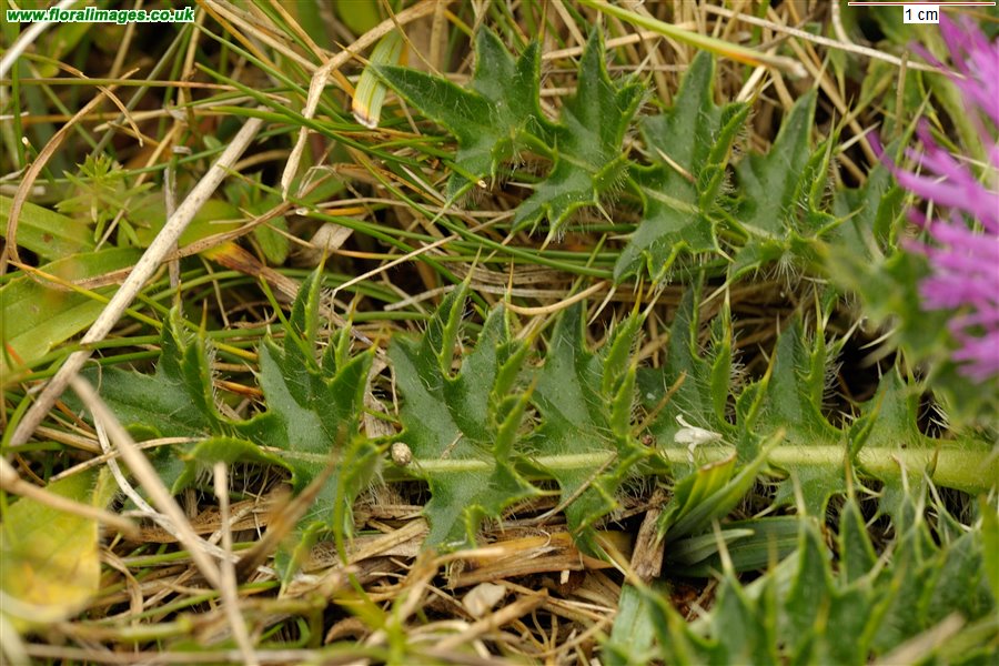 Cirsium acaule