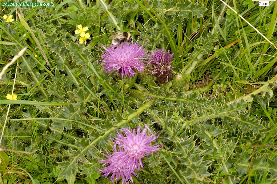 Cirsium acaule