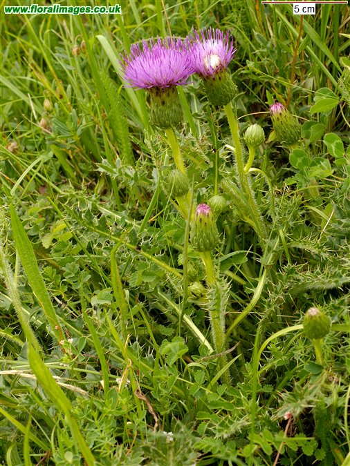 Cirsium acaule