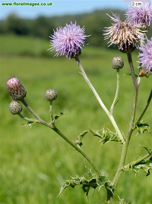 Cirsium arvense
