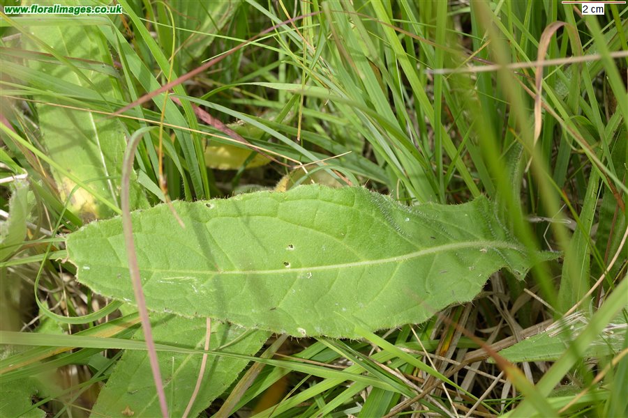 Cirsium dissectum