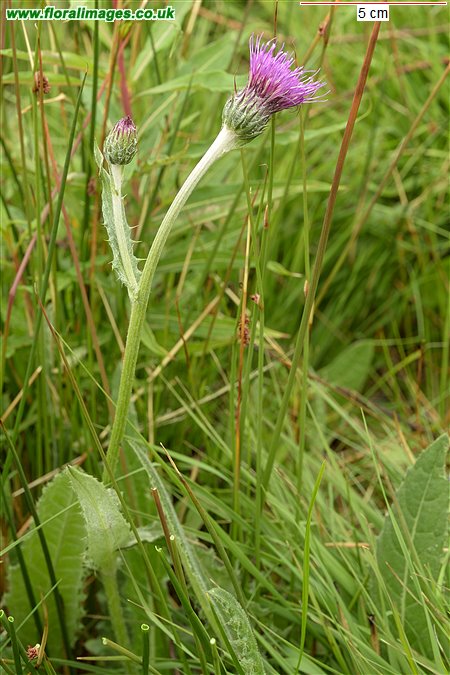 Cirsium dissectum