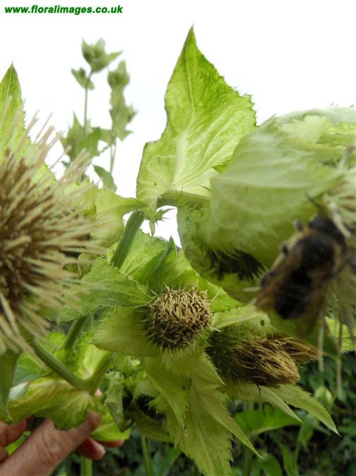 Cirsium oleraceum