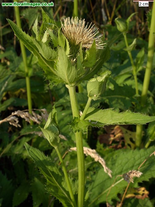 Cirsium oleraceum