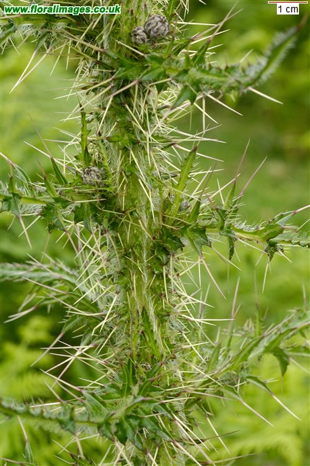 Cirsium palustre
