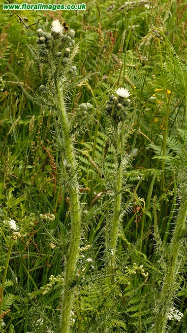 Cirsium palustre