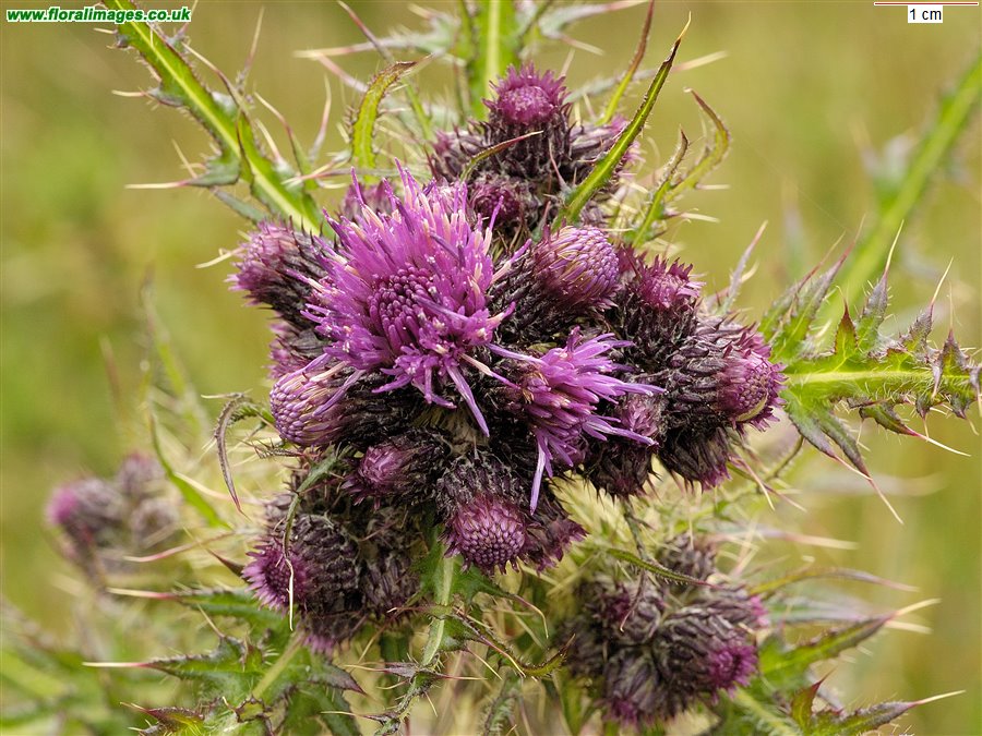Cirsium palustre